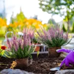 Garden Mistakes That Kill Your Plants